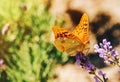 Butterfly on the lavender flowers sunny summer picture