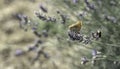 butterfly on lavender