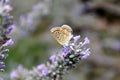 Butterfly on lavender Royalty Free Stock Photo