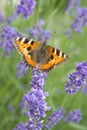 Small tortoiseshell - Aglais urticae - butterfly on violet lavender Royalty Free Stock Photo