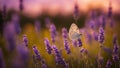 butterfly on lavender spring or summer floral background with beautiful lavender flower against evening sunny sky Royalty Free Stock Photo