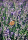 Butterfly lavender. Vintage retro hipster style version Royalty Free Stock Photo