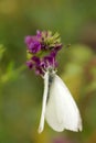 Butterfly on lavender Royalty Free Stock Photo