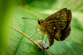 BUTTERFLY LAYING EGGS ON A LEAF Royalty Free Stock Photo