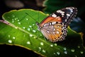 a butterfly laying eggs on a leaf Royalty Free Stock Photo