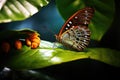 a butterfly laying eggs on a leaf Royalty Free Stock Photo