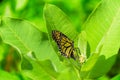 Butterfly laying eggs on milkweed Royalty Free Stock Photo