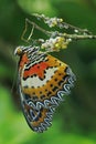 A butterfly is laying its eggs in a bush.