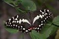 Butterfly Layman Amauris albimaculata albimaculata Royalty Free Stock Photo