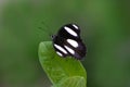 Butterfly on Leaf