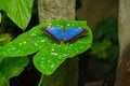 Butterfly on a leaf Royalty Free Stock Photo