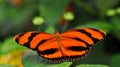 Butterfly on leaf