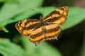 A butterfly on a leaf