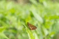 Butterfly on leaf on blurred greenery for background. Royalty Free Stock Photo