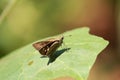 A butterfly on a leaf.