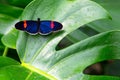 Butterfly on a leaf Royalty Free Stock Photo