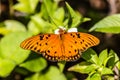 Butterfly on leaf