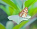 Butterfly on a leaf Royalty Free Stock Photo