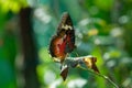 Butterfly On Leaf