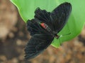 Butterfly on a LEAF