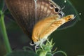 Butterfly Leaf garden outdor closeup