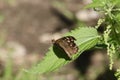 Butterfly on a leaf Royalty Free Stock Photo