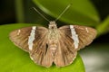 Butterfly on leaf macro photo Royalty Free Stock Photo