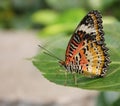 Butterfly on a leaf Royalty Free Stock Photo