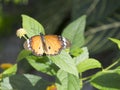 Butterfly on leaf Royalty Free Stock Photo