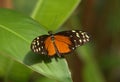 Butterfly and leaf