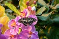 Butterfly on a leaf