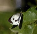 Butterfly on a leaf