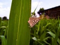 Butterfly on the leaf of a suggercane plant green tree. Royalty Free Stock Photo