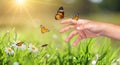 A butterfly leans on a hand among the golden light flower fields in the evening Royalty Free Stock Photo