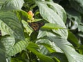 Butterfly on leaves Royalty Free Stock Photo