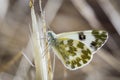 Butterfly on leaves and greenish white Royalty Free Stock Photo