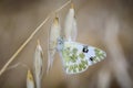 Butterfly on leaves and greenish white