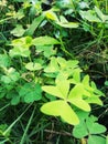 butterfly leaves that grow beautifully in the yard