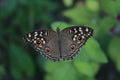 Butterfly Leaves