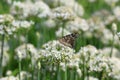butterfly on the leek flower Royalty Free Stock Photo