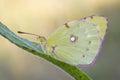 Butterfly, lemon Royalty Free Stock Photo