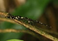 Butterfly lemon swallowtail - papilio demoleus