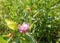 Butterfly lemongrass on a meadow cornflower on blurred summer background