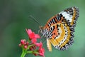 Butterfly4 Leopard Lacewing Royalty Free Stock Photo