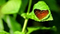 Butterfly (lepidoptera) on green leaf in aviary Royalty Free Stock Photo