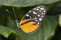 Butterfly, Lepidoptera. A insect with very fragile wings