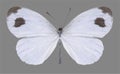 Butterfly Leptosia nina Royalty Free Stock Photo