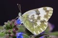 Butterfly - Lesser Bath White (Pontia chloridice)