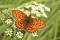 Butterfly lesser marbled fritillary sitting on the grass. Brenthis ino Royalty Free Stock Photo