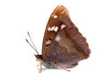 Butterfly - Lesser Purple Emperor (Apatura ilia)